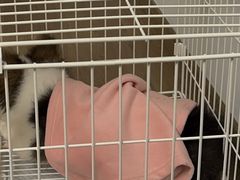 -申普宠物医院·眼科·心内科·影像科(普陀分院)