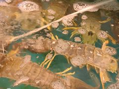 -鲜入围煮花胶鸡海鲜火锅