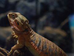 -绿色星球动物主题公园