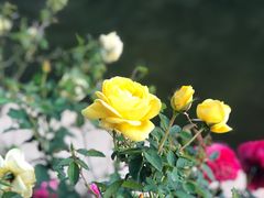 -广州市石门国家森林公园