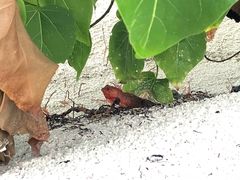 -中央格兰德岛温泉度假酒店 - 全包