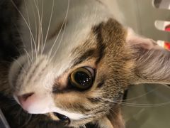 -momokira米努特·德文卷毛猫·棉花面纱犬
