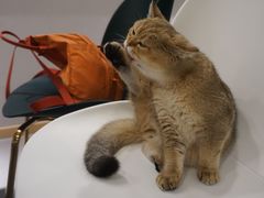 -飞行喵MR PILOT|猫舍·猫咖(静安大融城店)