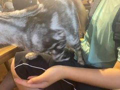 -猫猫幼稚园·撸猫·桌游·电玩