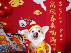 -超宠爱宠物摄影-Super pet