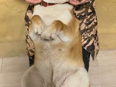 -柴犬高等学院·狗咖·柴犬售卖·宠物训练