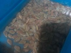 -阿杰臻选海鲜饭店(普陀山店)