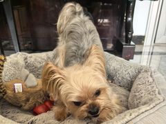 -宠福鑫康馨动物医院·骨科·眼科