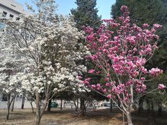 -中央民族大学