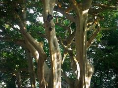 -瑞丽独树成林风景区