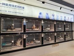 -翊宠yipet猫狗购宠庄园犬舍•猫舍