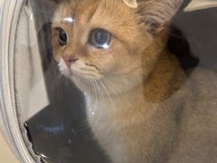 -伟伟宠物医院·CT影像中心·瑞派犬猫综合性门诊(汉口总院)