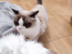 -唐小姐の私宠·宠物洗护美容·撸猫馆·购宠(周浦万达旗舰店)