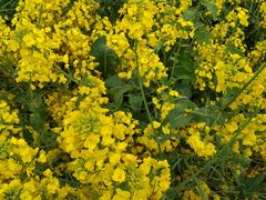 -中国天府农业博览园