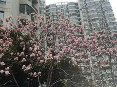-新湖明珠城
