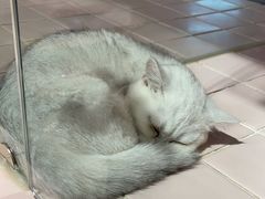 -FAELING PETS美天灵宠物(富力广场店)