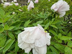 -洛阳龙门站