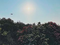 -贵州百里杜鹃风景名胜区