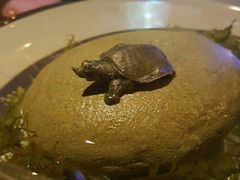 -ventus spa 沙巴亚庇正宗精油按摩会所