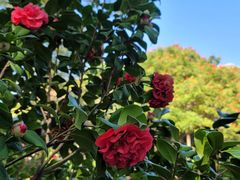 -深圳国际园林花卉博览园