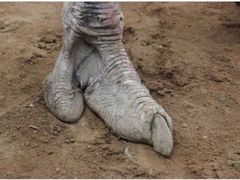 -宿豫区运河湾森林动物园