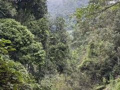 -野象谷景区