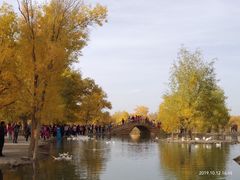 -金塔沙漠胡杨林景区
