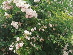 -北京大学燕东园