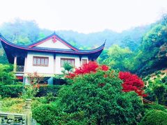 -十八棵（老龙井）御茶园(老龙井店)