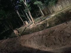 -清迈夜间动物园