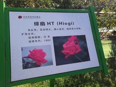 -亚龙湾国际玫瑰谷