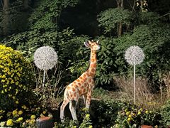 -上海共青森林公园