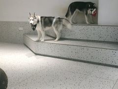 -Husky Go!哈士奇体验馆·宠物咖啡厅狗咖