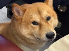 -唐小姐の猫狗洗护·购宠旗舰店(周浦万达店)
