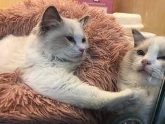 -momokira米努特·德文卷毛猫·棉花面纱犬