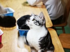 -藦茜花园宠物主题亲子互动体验馆(国顺东路店)