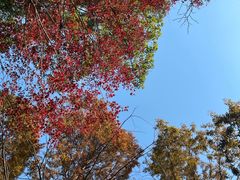 -金鸡湖桃花岛