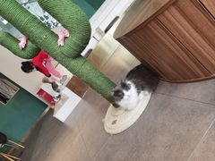 -飞行喵MR PILOT|猫舍·猫咖(静安大融城店)