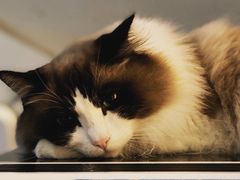 -Catmate·猫肥家润(金润铂宫店)