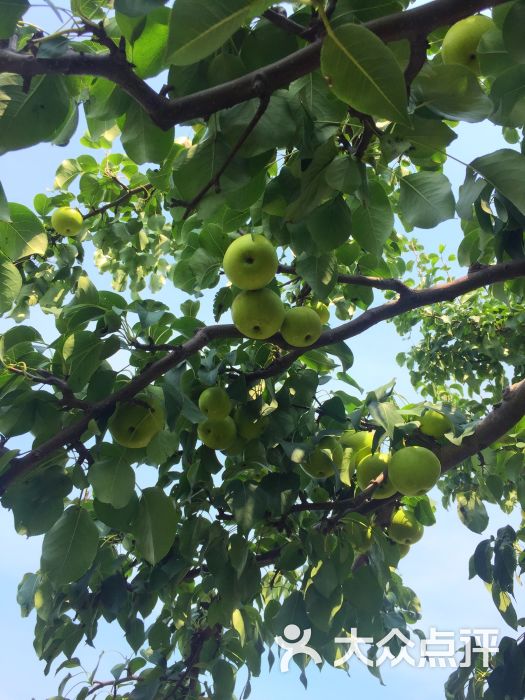 孟悟生态园图片 - 第2张