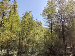 -金塔沙漠胡杨林景区