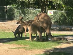 -上海野生动物园老虎餐厅
