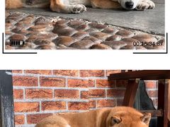 -柴犬高等学院·狗咖·柴犬售卖·宠物训练