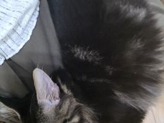 -李小姐の猫咖啡馆(五角场店)