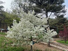 -北京西山国家森林公园