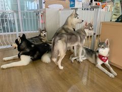 -Husky Go! 哈士奇体验馆·宠物咖啡厅狗咖