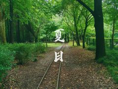 -上海共青森林公园