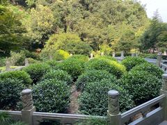 -十八棵（老龙井）御茶园(老龙井店)