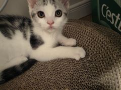 -欣宠猫屋·矮脚拿破仑·蓝金金渐层