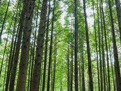 -桤木河湿地公园